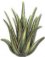 Linea Aloe