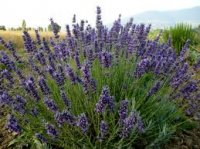 Lavender Oil Essenzial