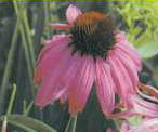Echinacea Guidebook