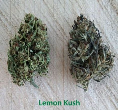 Lemon Kush - Click Image to Close